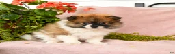 Pomeranian dogs for sale: Sebastian - Ad 5