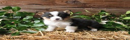 Welsh Corgi Pembroke dogs for sale: Scarlet - Ad 1