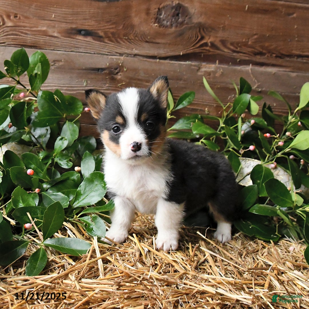 Welsh Corgi Pembroke dogs for sale: Scarlet - Ad 1