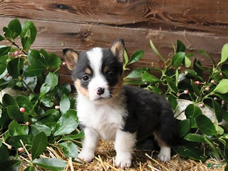 Welsh Corgi Pembroke dogs Scarlet - Ad 13