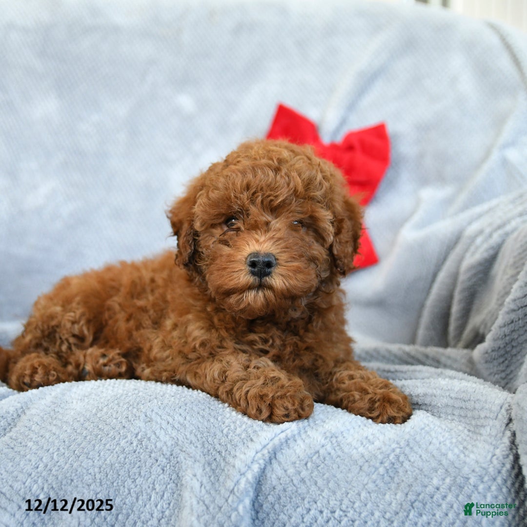 Miniature Poodle dogs for sale: Roman - Ad 3