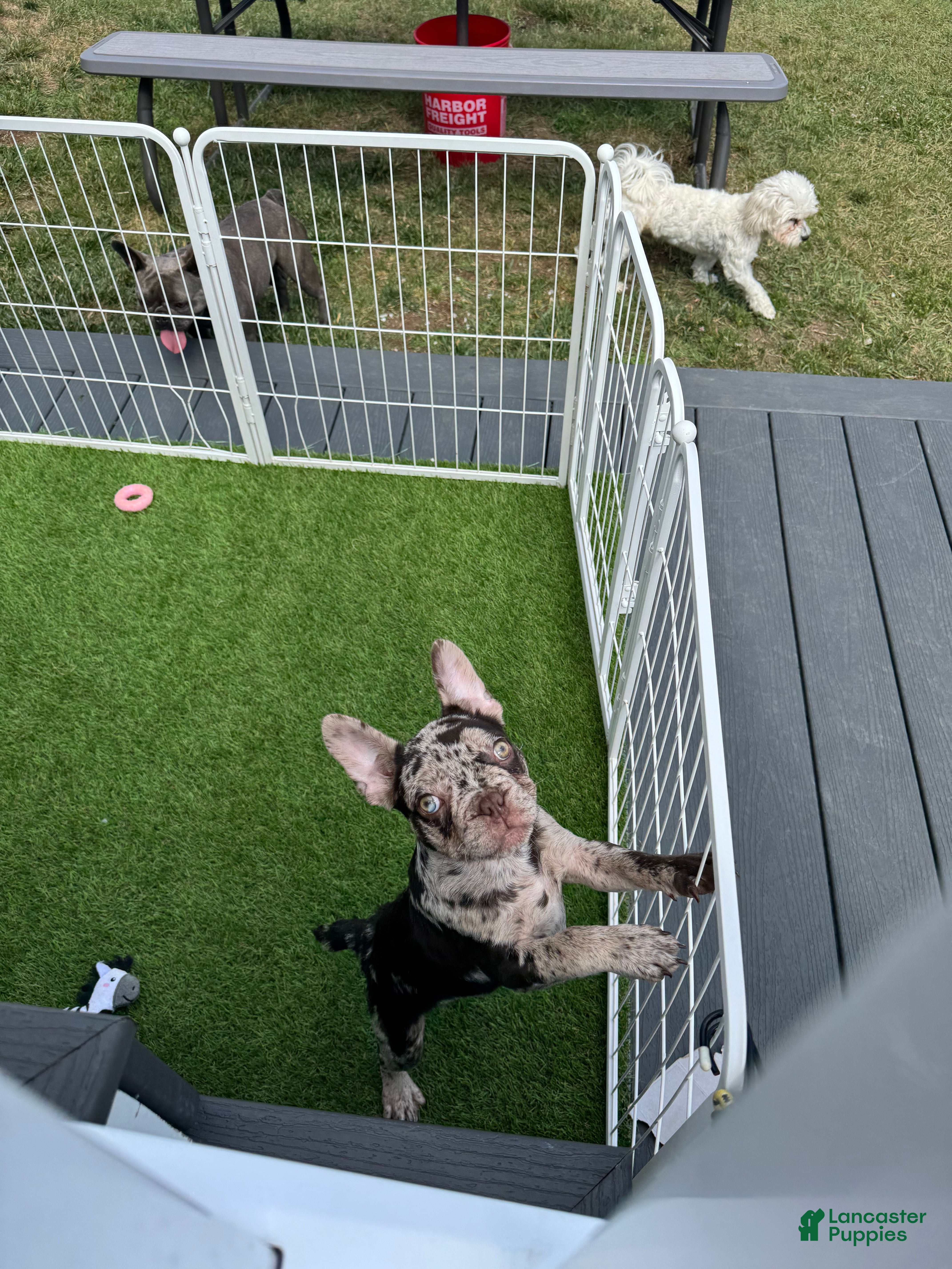 French Bulldog dogs French Bulldog Puppy 1 - Ad 2