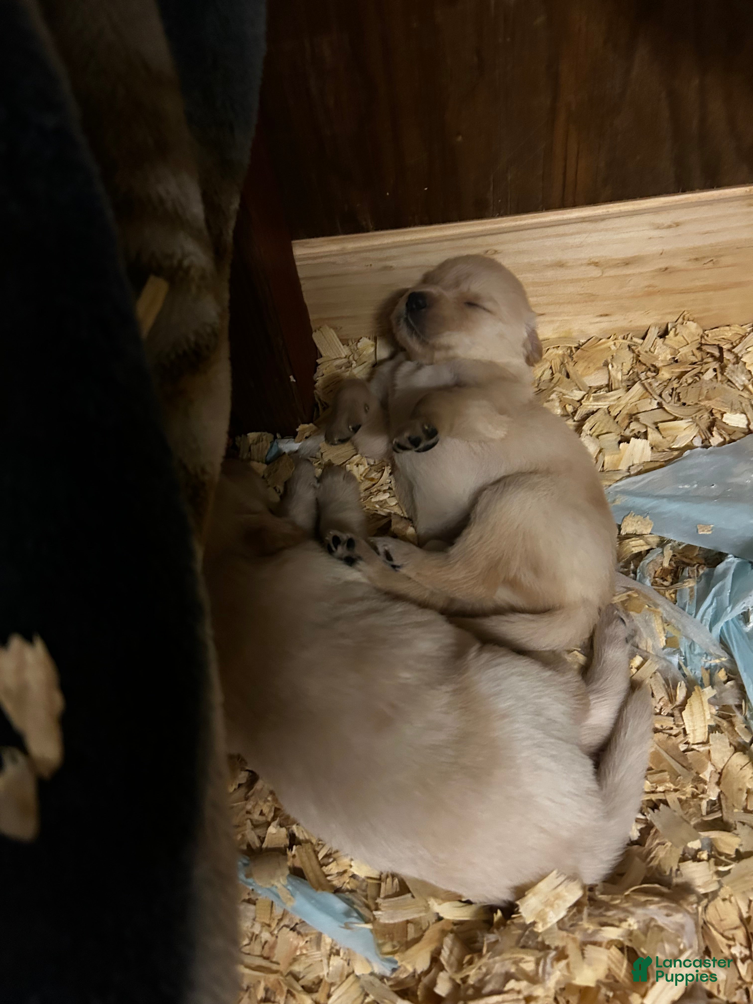 Golden Retriever dogs Purple - Ad 24