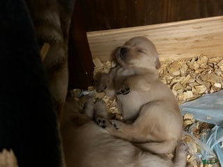 Golden Retriever dogs Purple - Ad 15