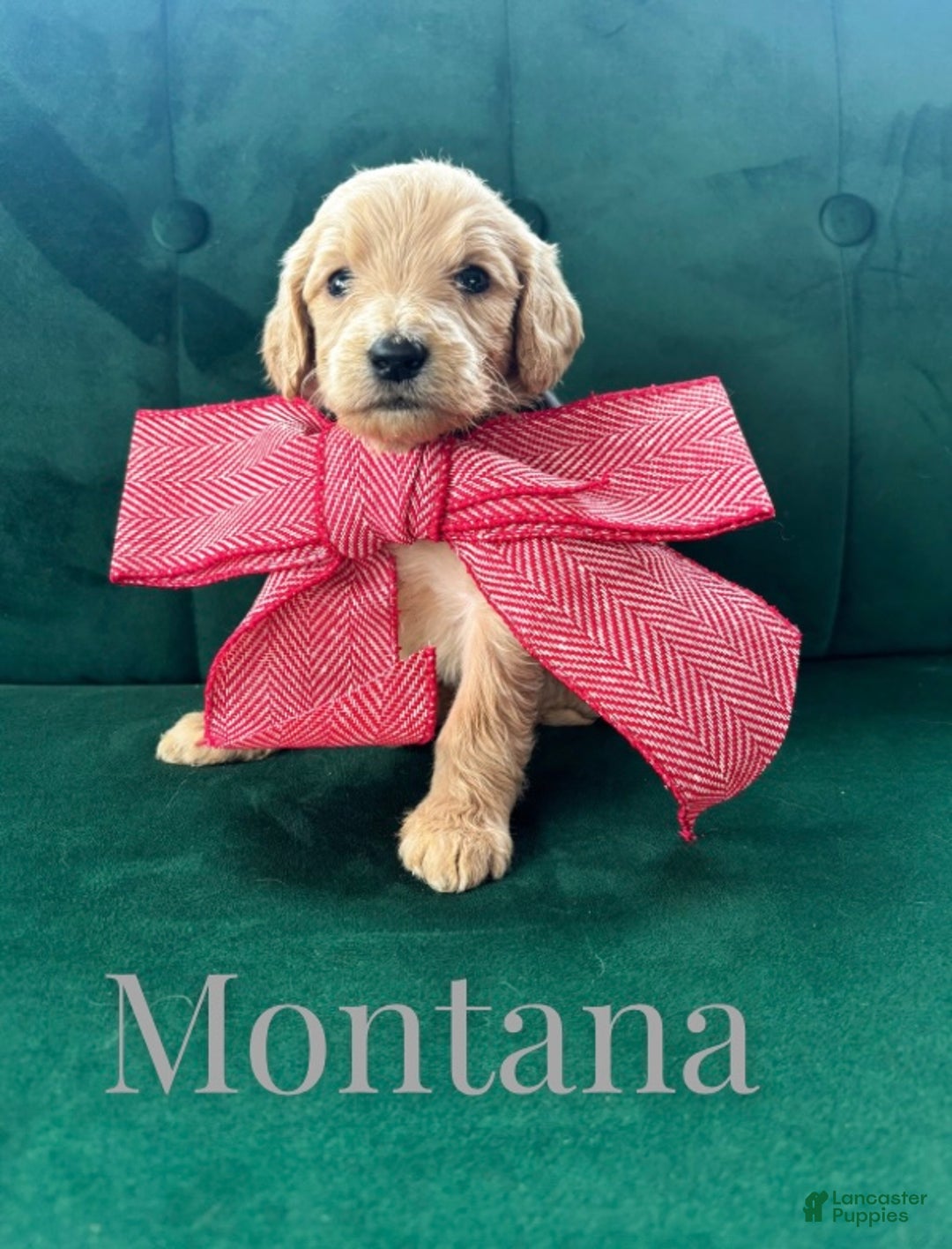 Goldendoodle dogs for sale: Montana  - Ad 4