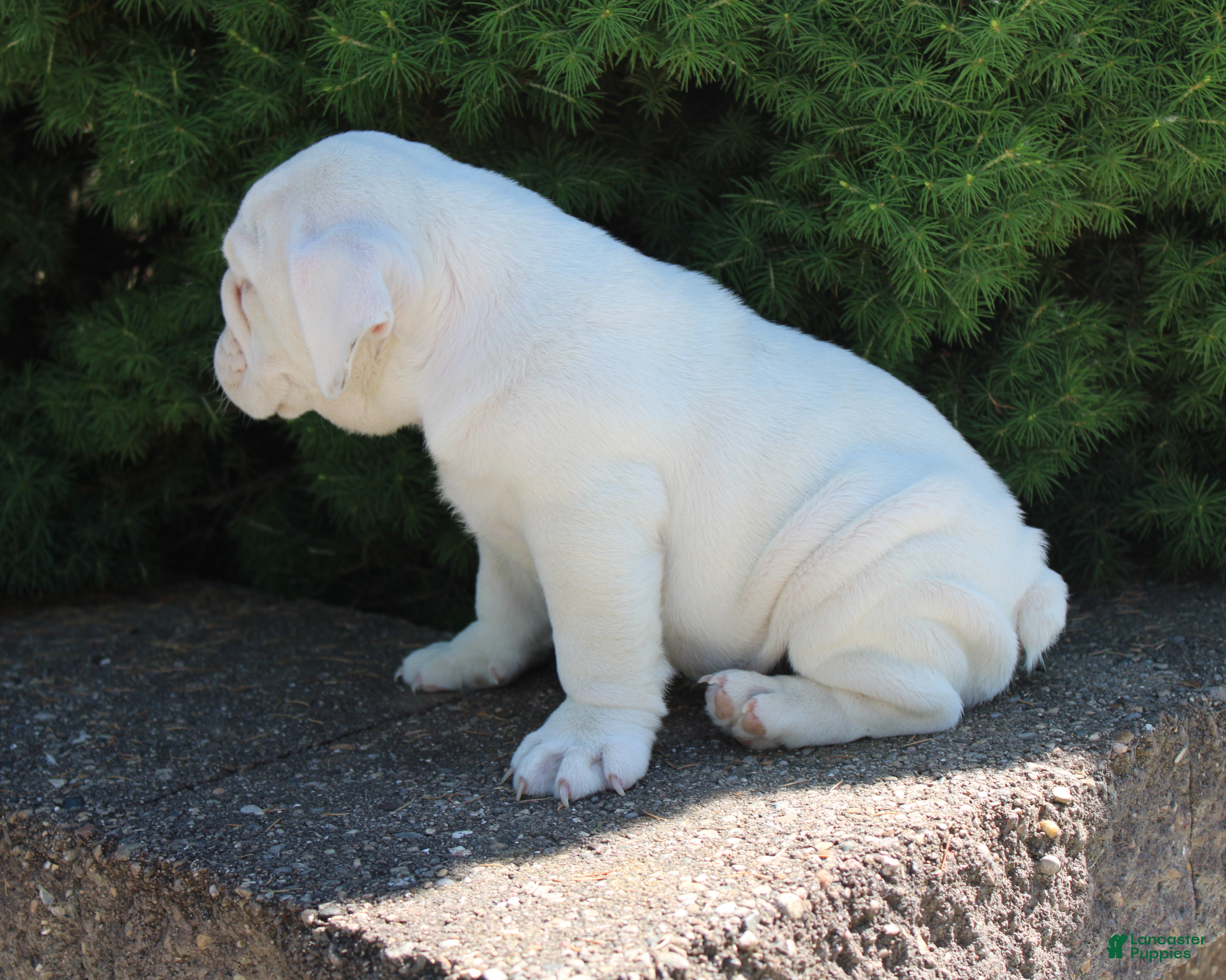 English Bulldog dogs for sale: Zoey - Ad 4
