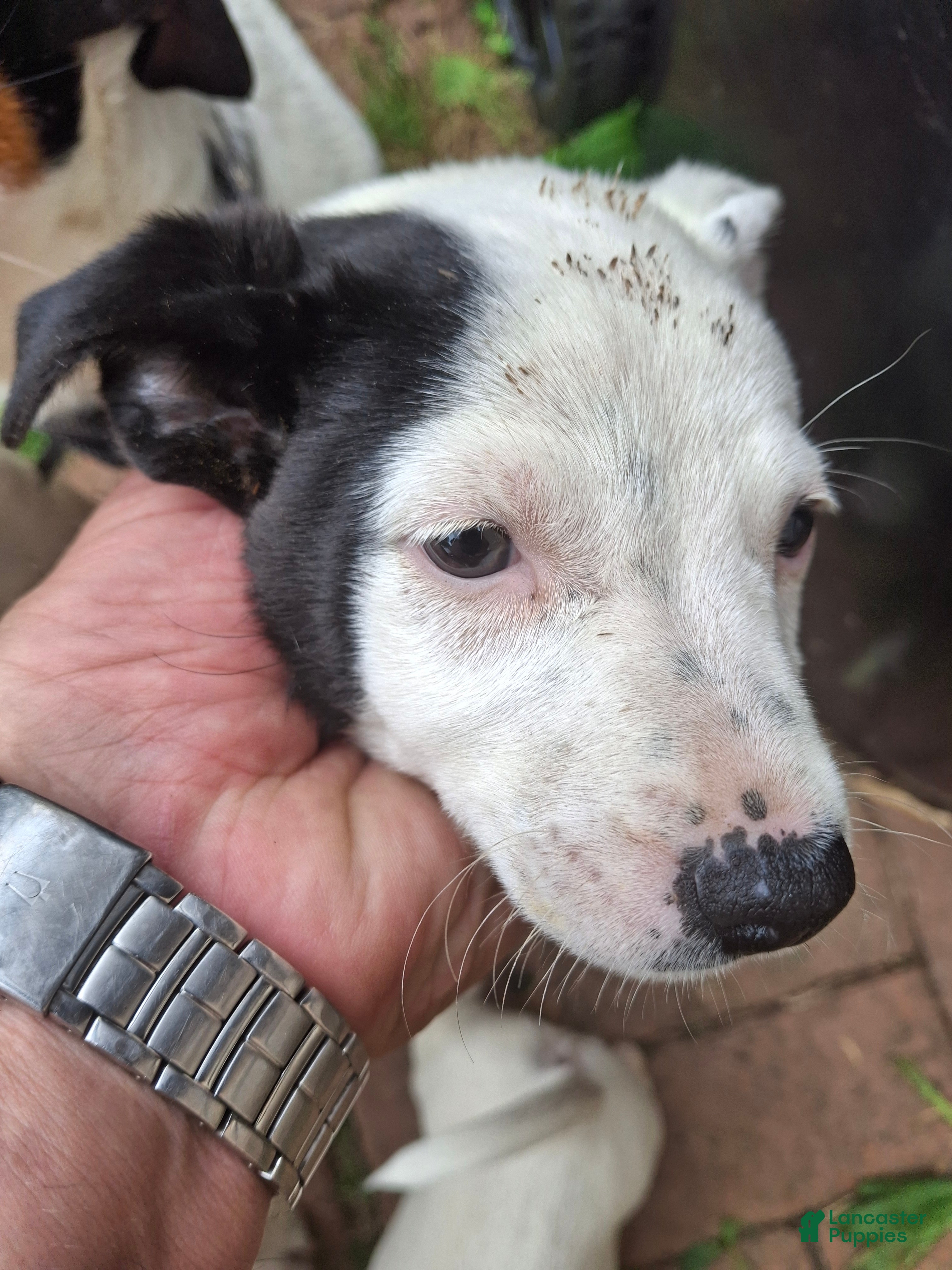 Jack Russell Terrier dogs for sale: Jack Russell Terrier 2 - Ad 2