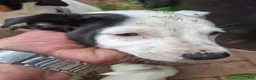 Jack Russell Terrier dogs for sale: Jack Russell Terrier 2 - Ad 1
