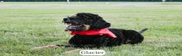 Bernedoodle dogs for sale: Glacier - Ad 6