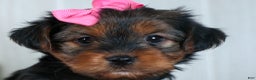 Yorkshire Terrier dogs for sale: CASSIE - Ad 12