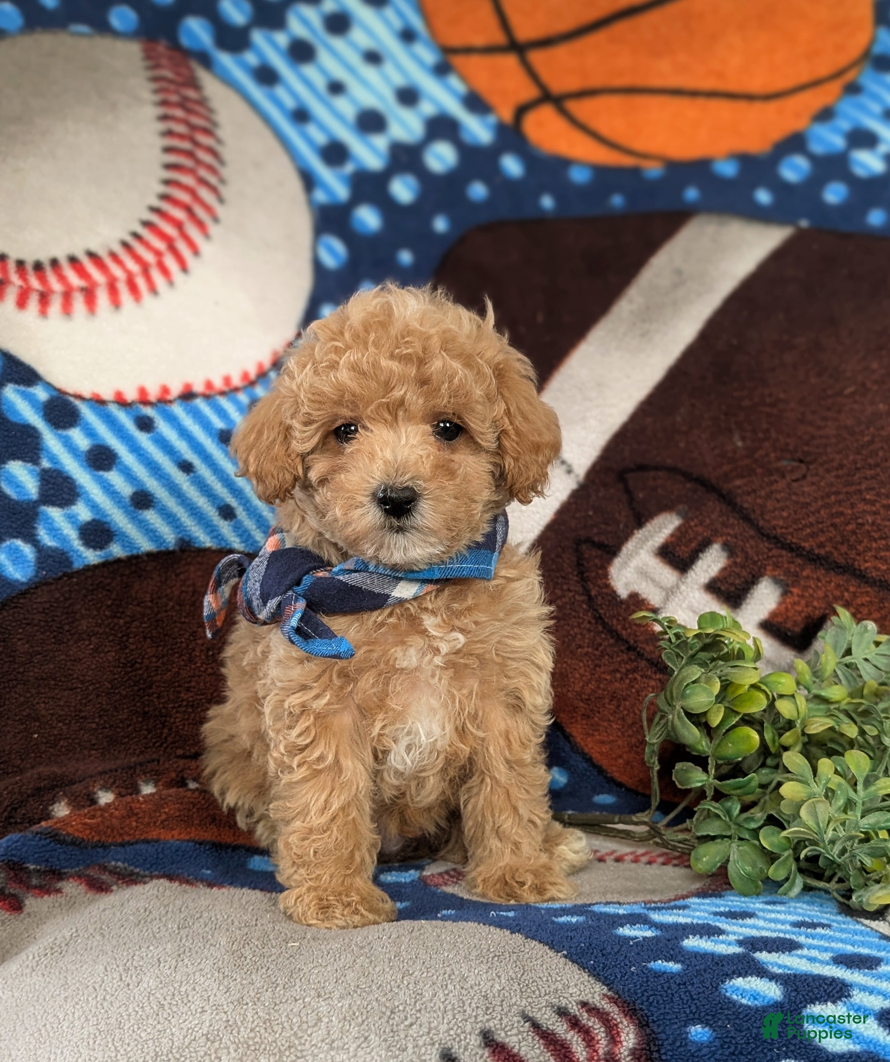 Maltipoo dogs Curtiss  - Ad 13