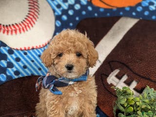 Maltipoo dogs Curtiss - Ad 39