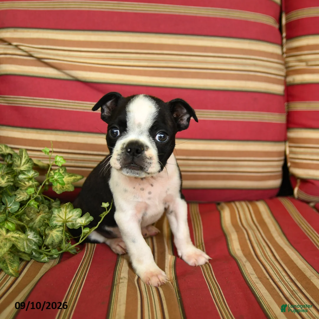 Boston Terrier dogs for sale: John - Ad 1