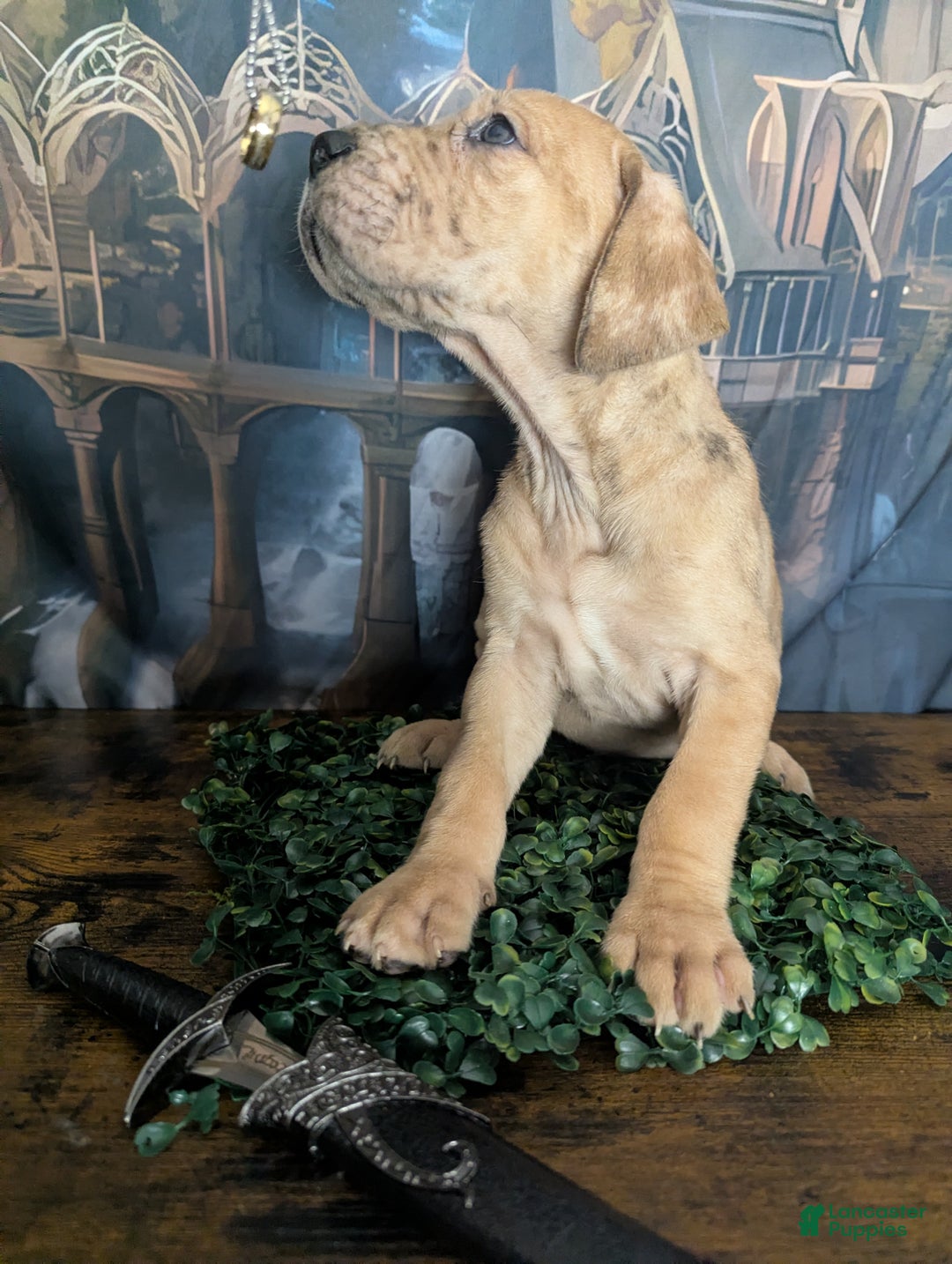 Great Dane dogs for sale: Èowyn Blue Brindle Merle Female Great Dane Puppy  - Ad 3