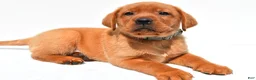 Labrador Retriever dogs for sale: Jack - Ad 9