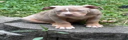 American Bully dogs for sale: American Bully 1 - Ad 2