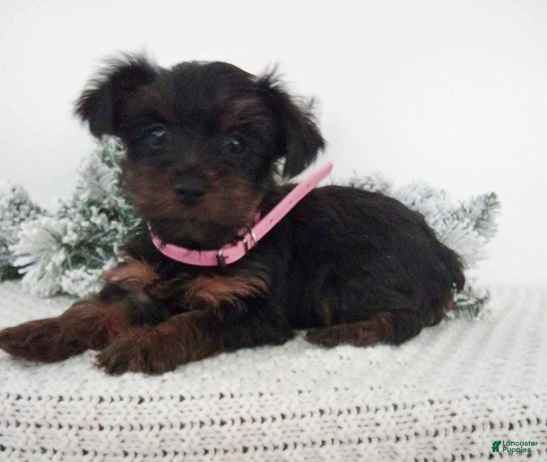 Yorkshire Terrier dogs for sale: Jana - Ad 1