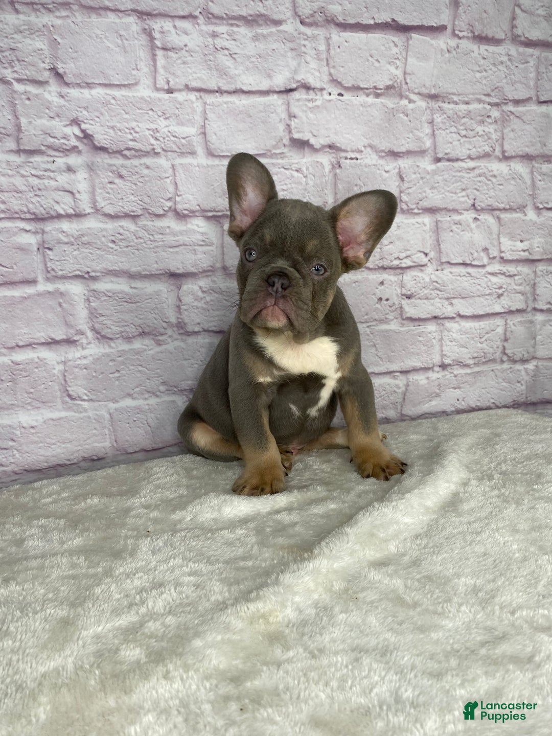 French Bulldog dogs for sale: Charlie  - Ad 2