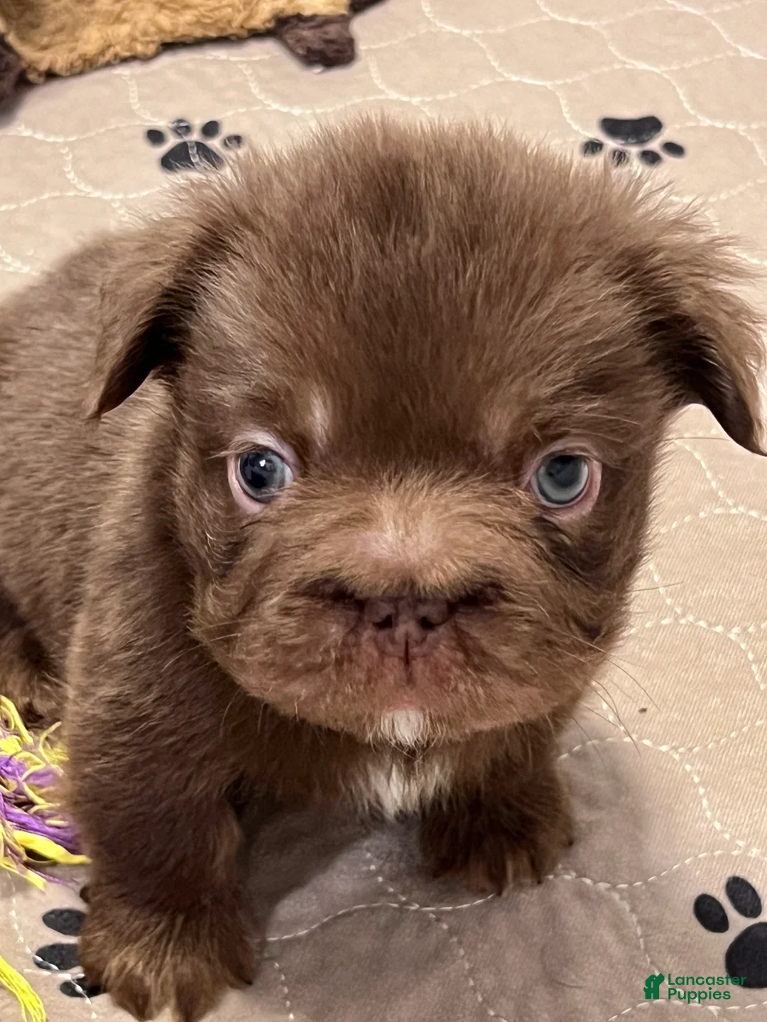 French Bulldog dogs for sale: Hershey Big Rope Fluffy - Ad 1