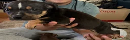 American Bully dogs for sale: American Bully 2 - Ad 4