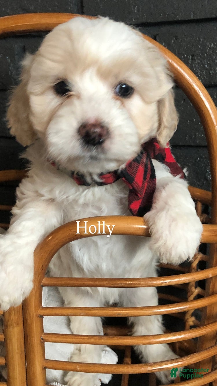 Aussiedoodle dogs Holly - Ad 22