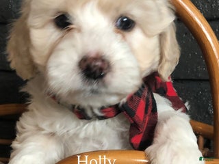 Aussiedoodle dogs Holly - Ad 17