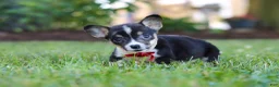 Welsh Corgi Pembroke dogs for sale: Diamond - Ad 3