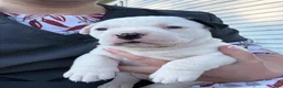 American Bulldog dogs for sale: Marley - Ad 5