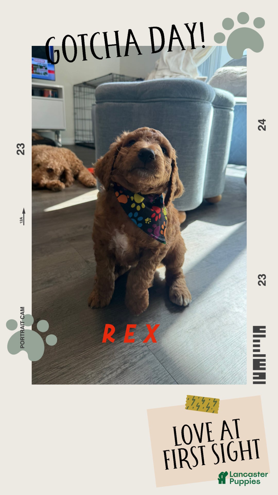 Goldendoodle dogs Rex - Ad 19
