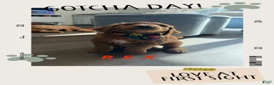Rex