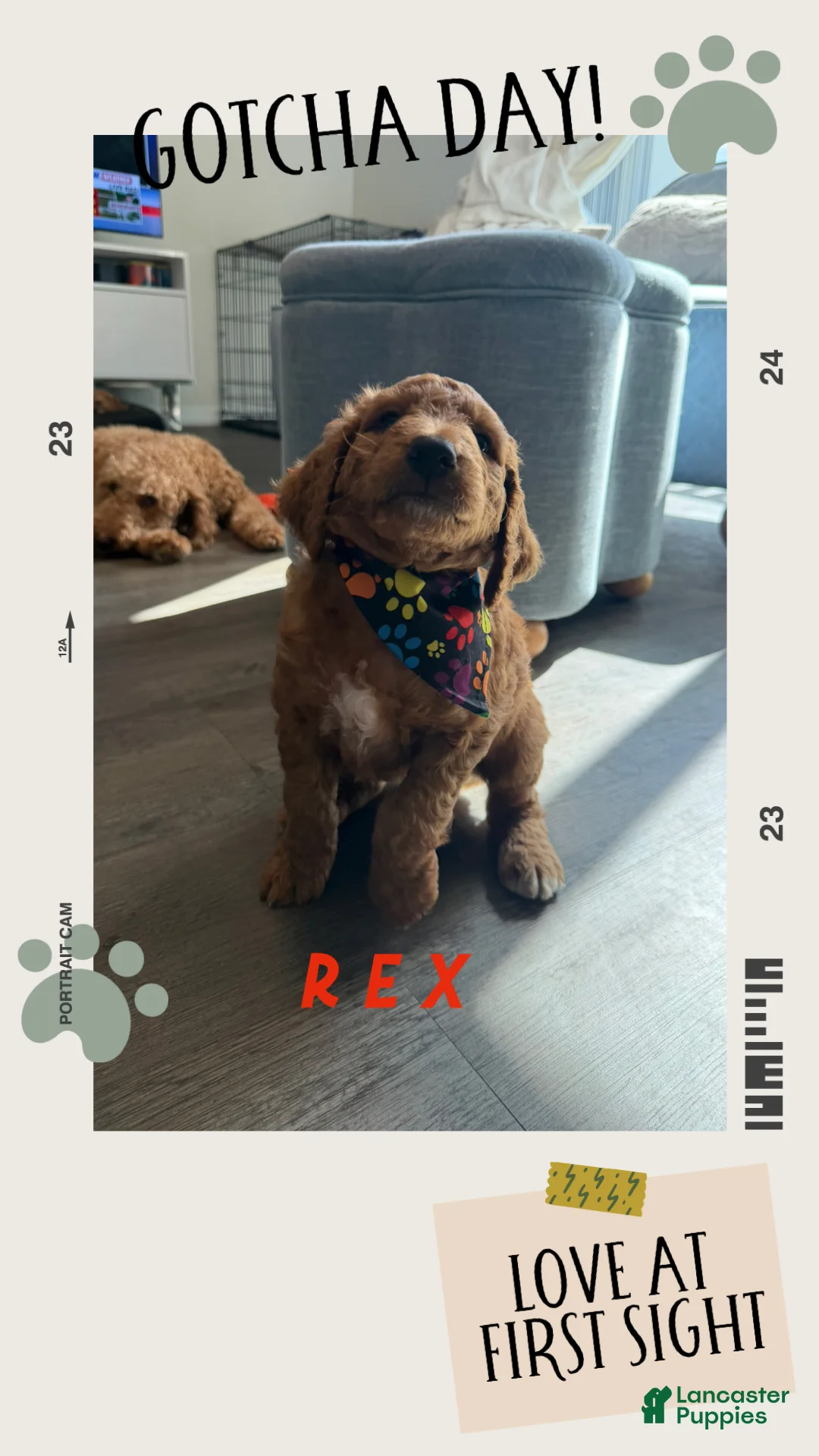 Goldendoodle dogs for sale: Rex - Ad 1