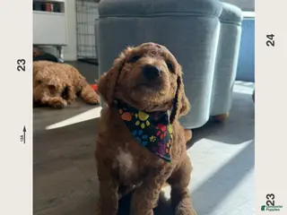 Goldendoodle dogs Rex - Ad 15