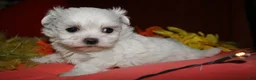 Maltese dogs for sale: Mable - Ad 10