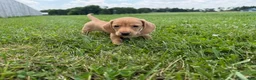 Miniature Dachshund dogs for sale: Rumi - Ad 4