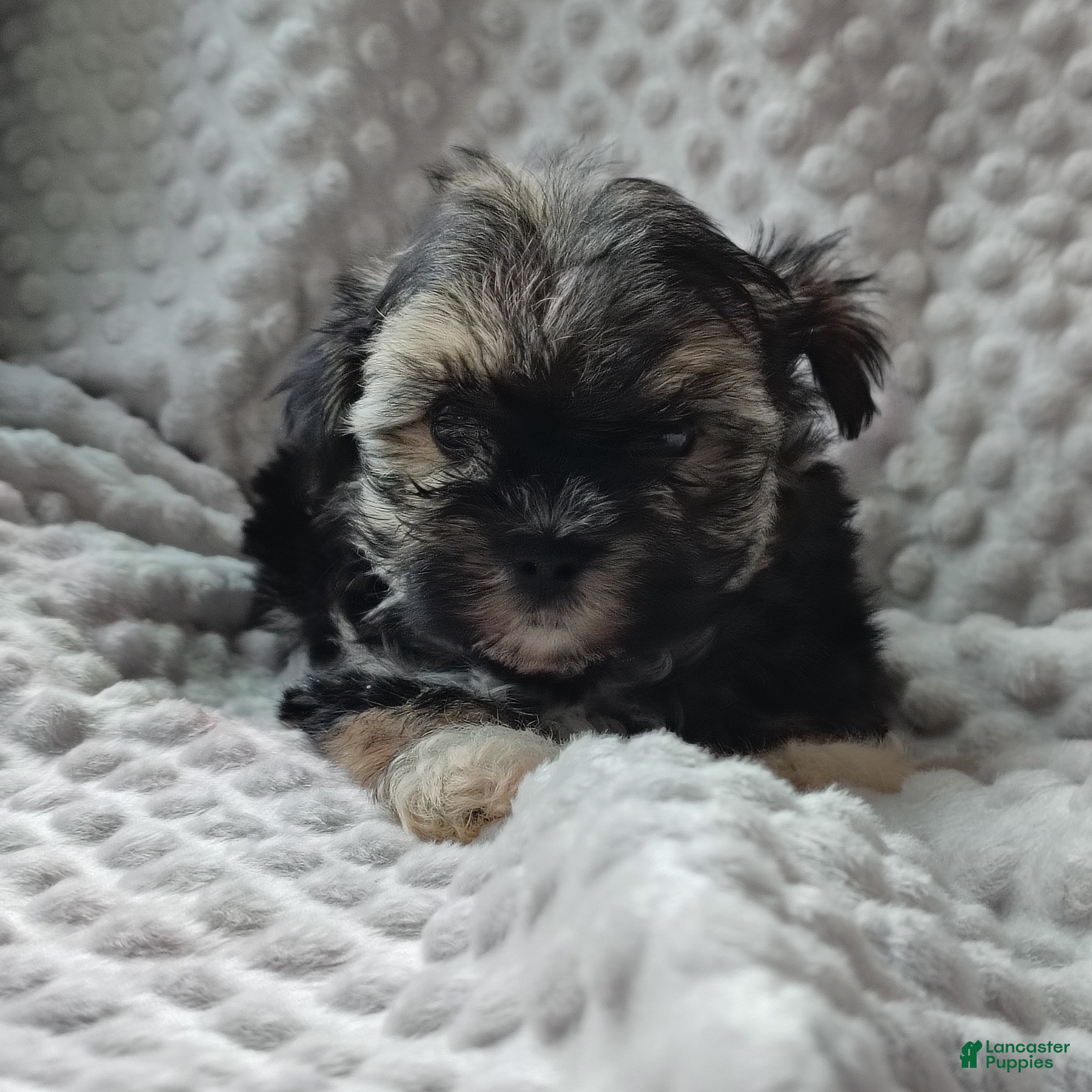 Morkie dogs Mr Bean  - Ad 2