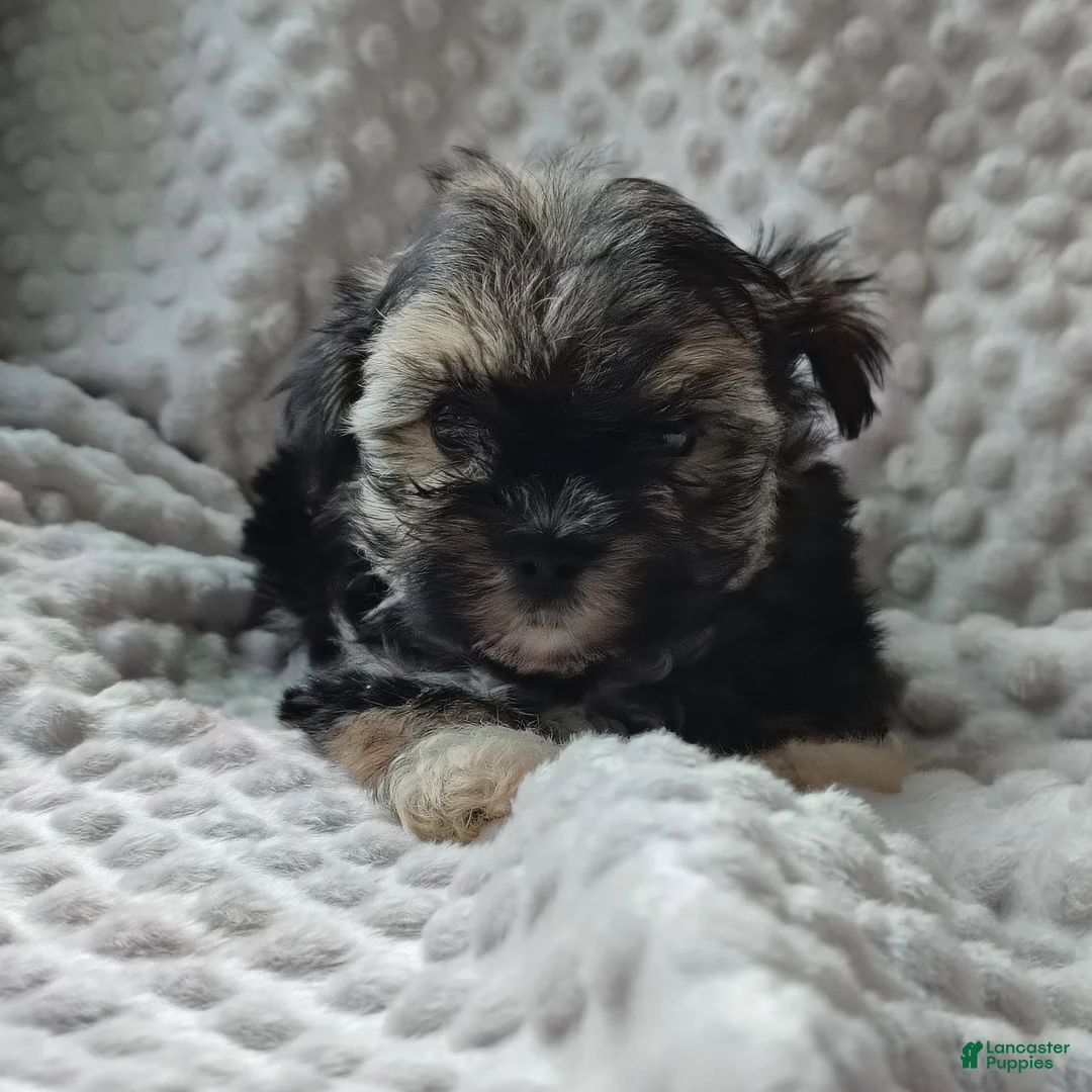 Morkie dogs for sale: Mr Bean  - Ad 2