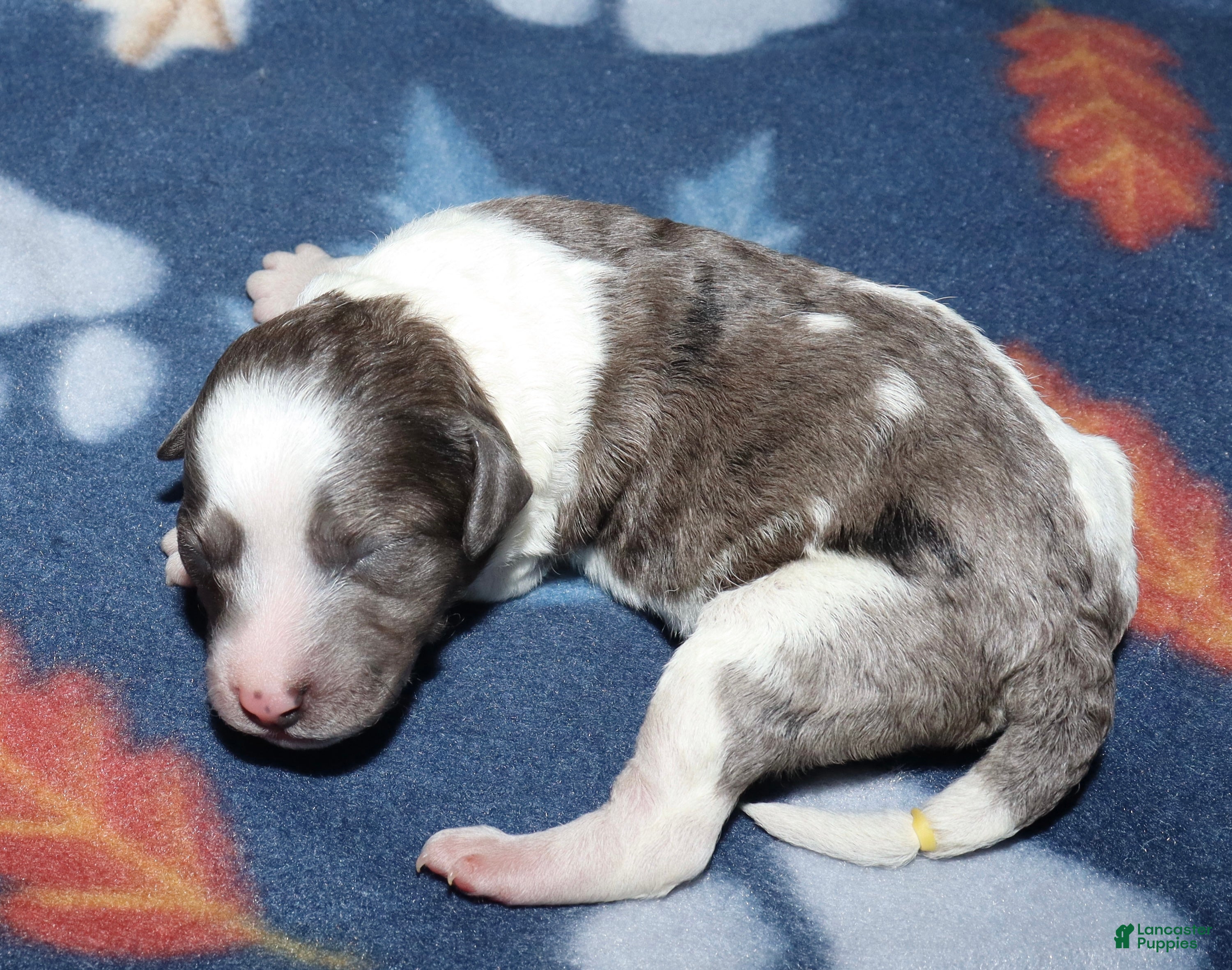 Miniature Poodle dogs Harlee’s black merle parti female - Ad 7