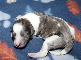 Miniature Poodle dogs Harlee’s black merle parti female - Ad 7