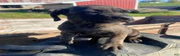 Cane Corso dogs for sale: Callie - Ad 11
