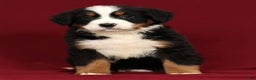 Bernese Mountain Dog dogs for sale: Clay - Ad 7