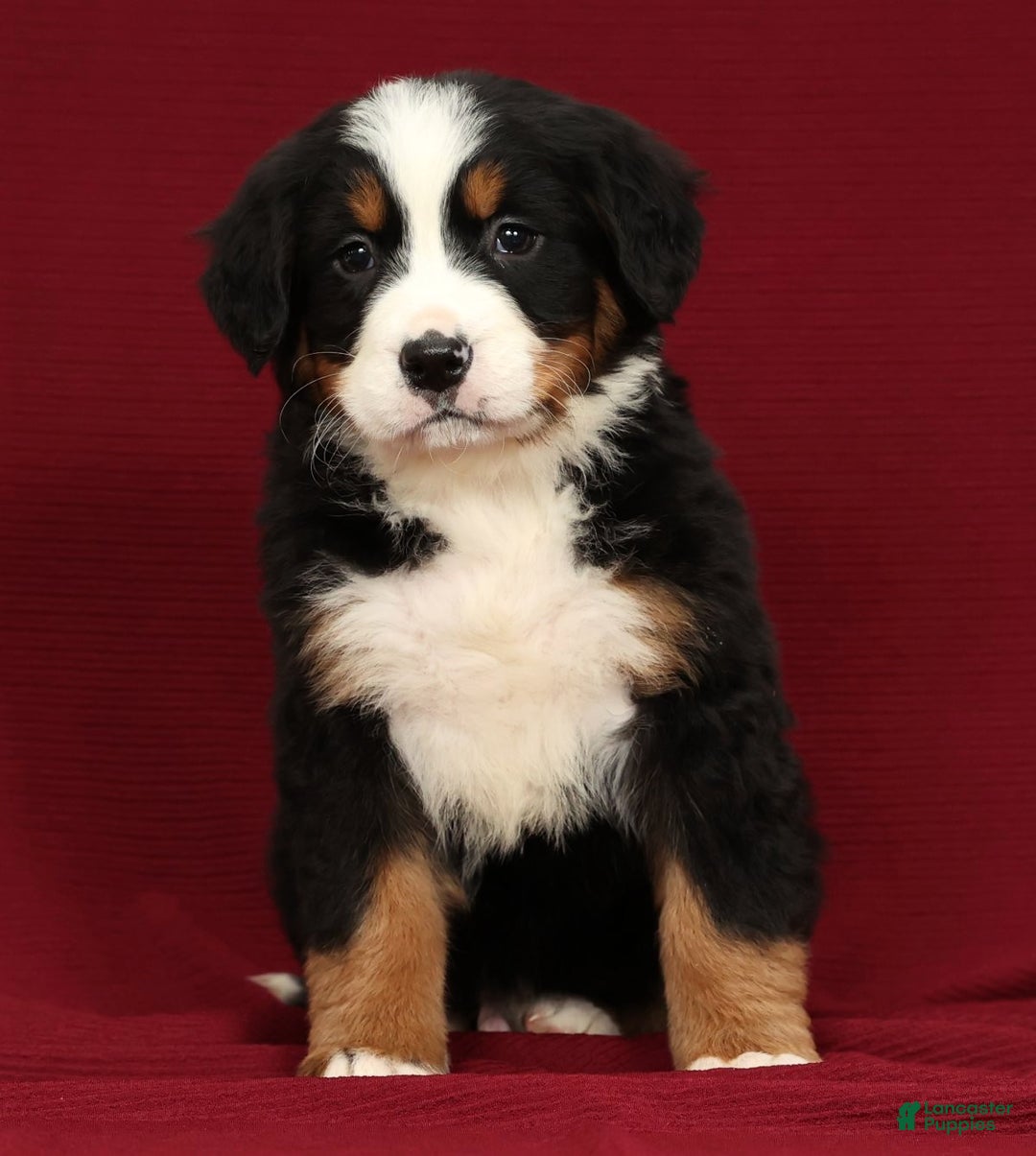 Bernese Mountain Dog dogs for sale: Clay - Ad 7