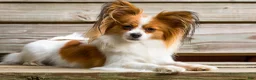 Papillon dogs for sale: Nerf - Ad 25