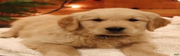 Golden Retriever dogs for sale: Elliot - Ad 4