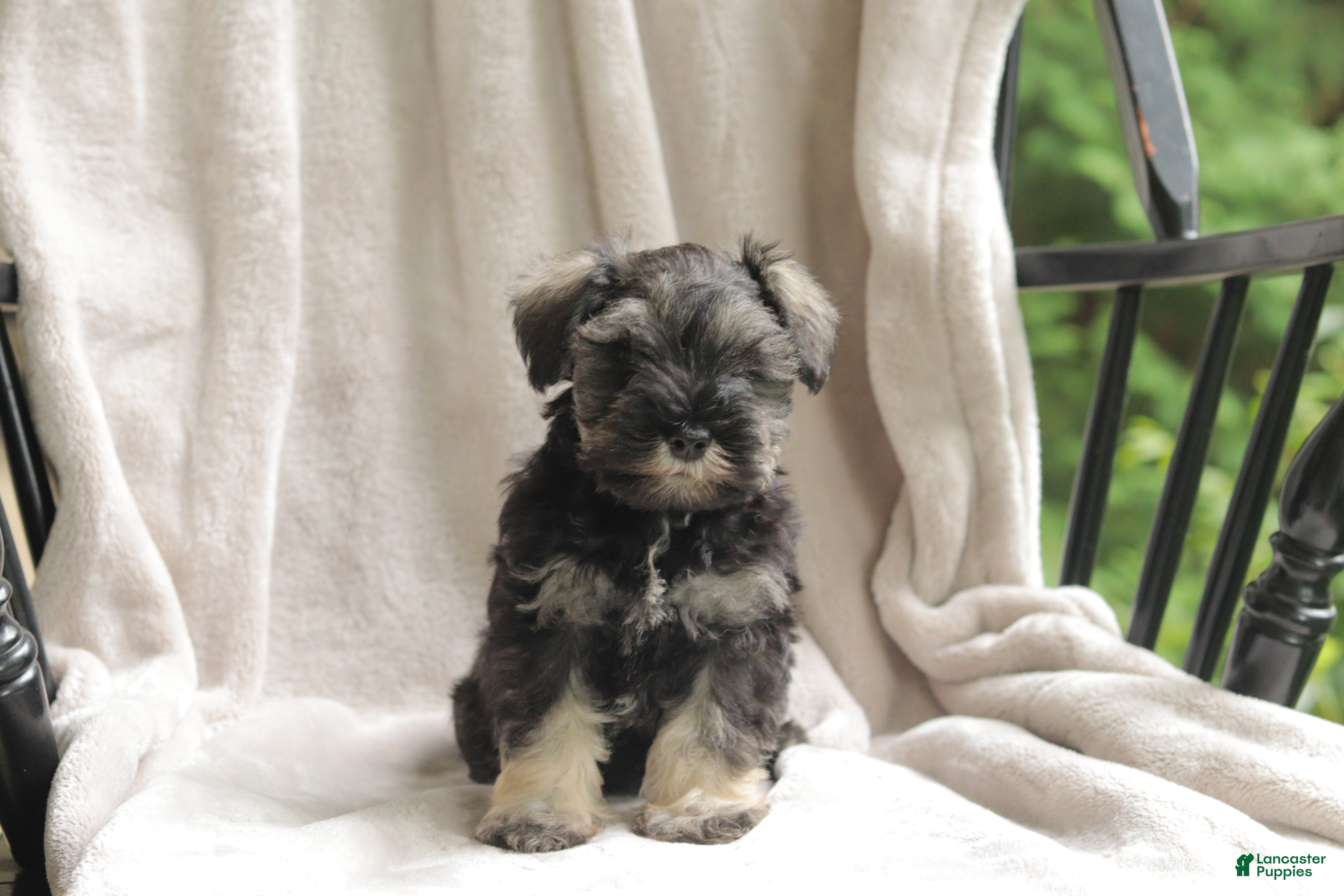 Miniature Schnauzer dogs Percy - Ad 1
