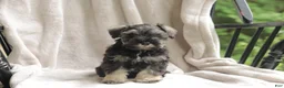 Miniature Schnauzer dogs for sale: Percy - Ad 1
