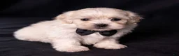 Mixed Breed dogs for sale: Lafayette - Ad 4