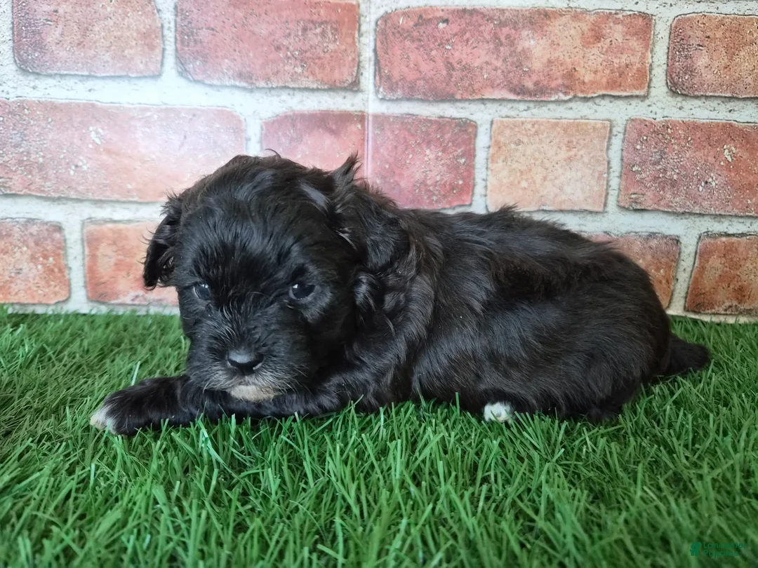 Shihpoo dogs for sale: Oreo - Ad 9