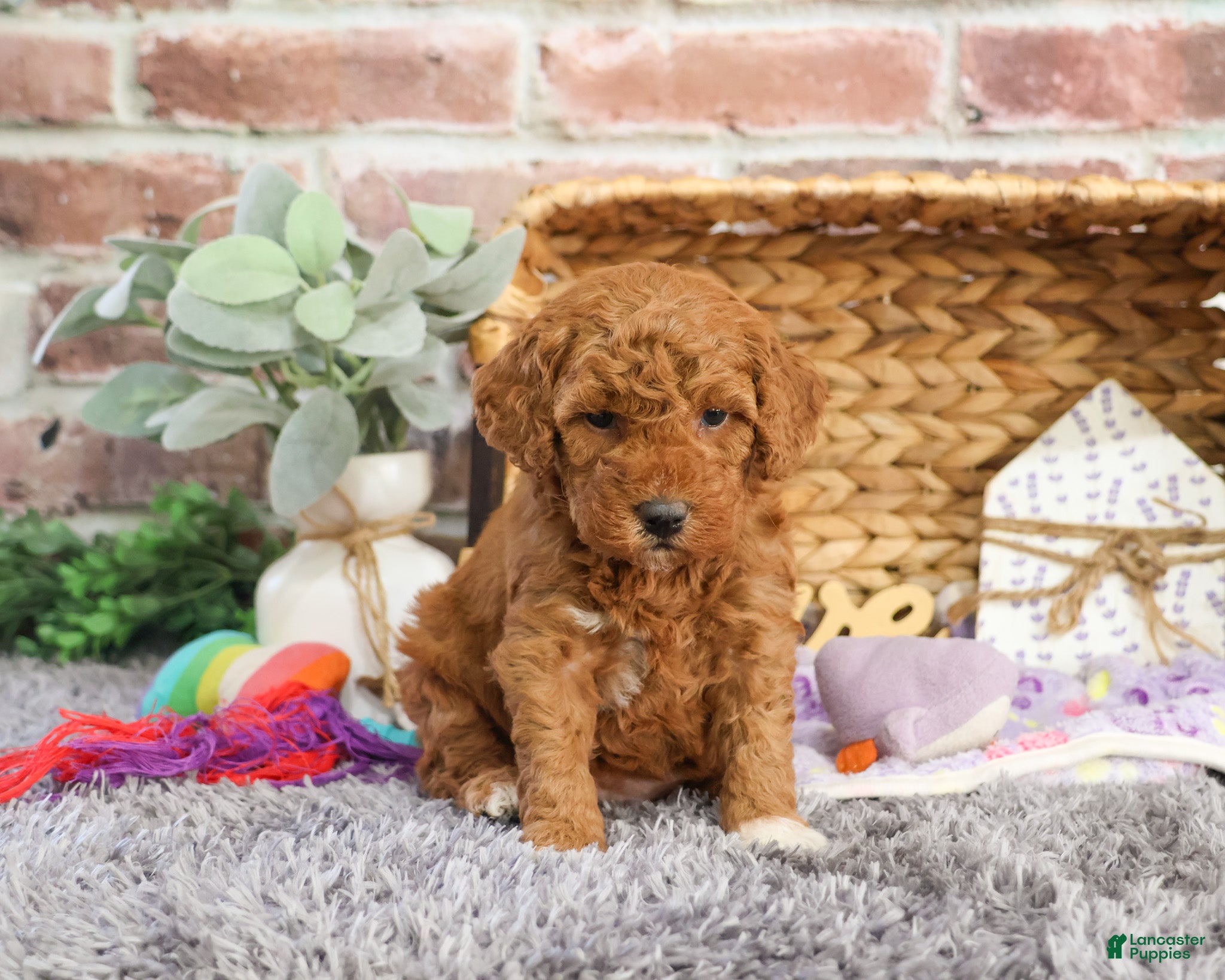 Mini Goldendoodle dogs Victoria  - Ad 30