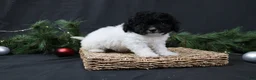Cavapoo dogs for sale: Jingle - Ad 4