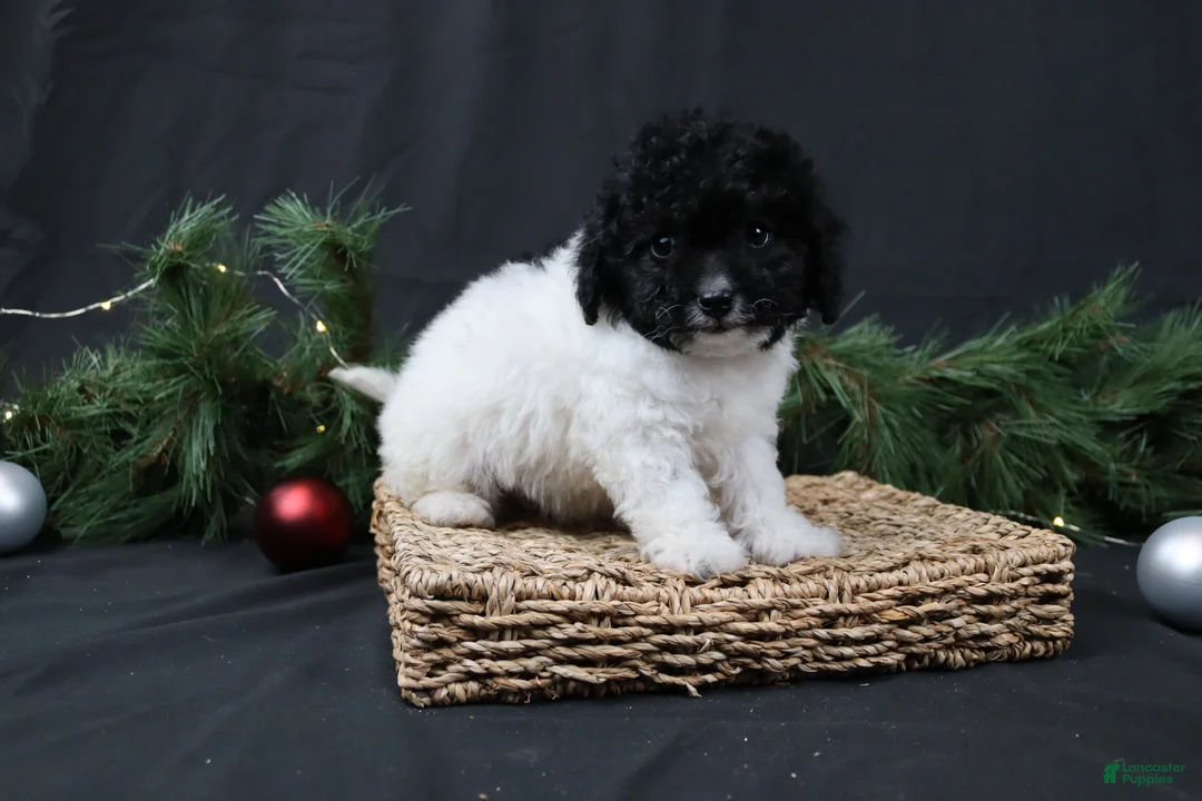 Cavapoo dogs for sale: Jingle - Ad 4